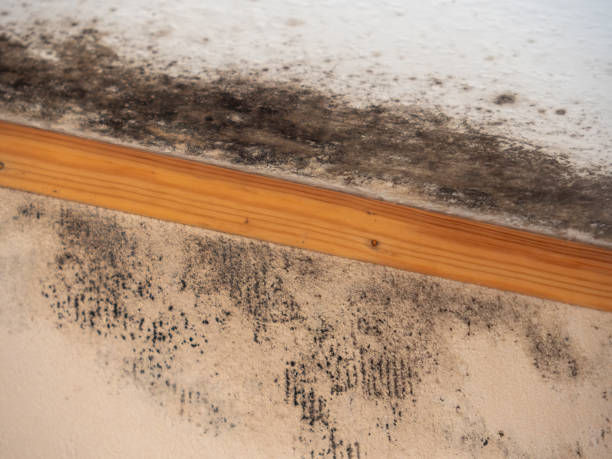 Best HVAC Mold Inspection and Cleaning  in Avondale, AZ