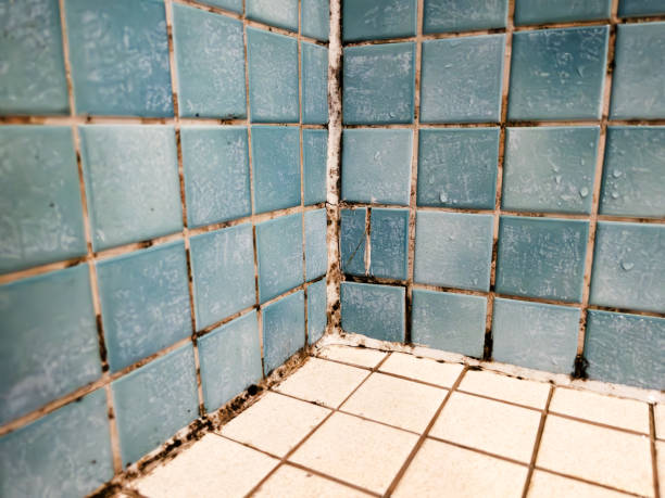 Best Black Mold Removal  in Avondale, AZ