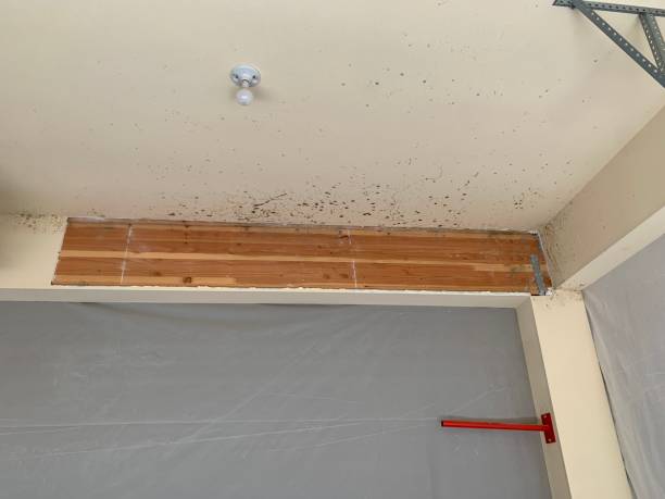 Trusted Avondale, AZ Mold Removal Experts