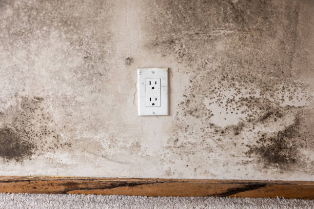 Dehumidification Services in Avondale, AZ