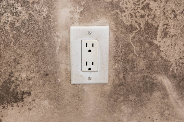 Best Basement Mold Removal  in Avondale, AZ