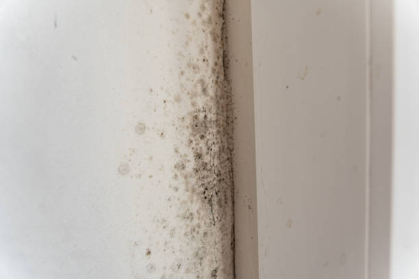 Best Industrial Mold Remediation  in Avondale, AZ