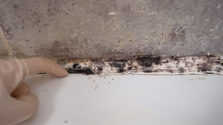  Avondale, AZ Mold Removal Pros