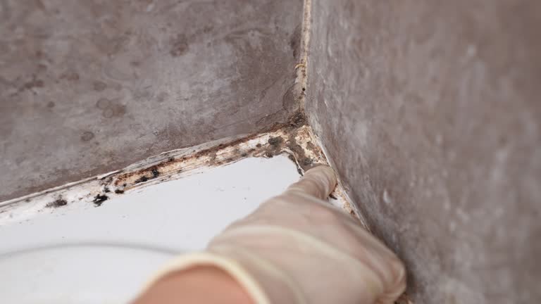 Best Airborne Mold Testing  in Avondale, AZ